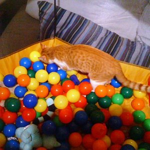 Merle im geliebten Bällebad!