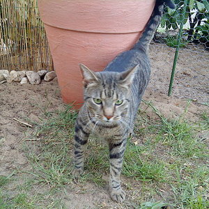 Anton stakst ein bischen unbeholfen durch den Garten