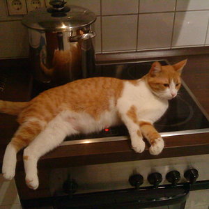 So, Essen ist dann gleich fertig. Wenn jemand ein Stück Katze möchte: Bitte melden!