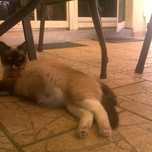 Coco am 65ten Tag der Trächtigkeit