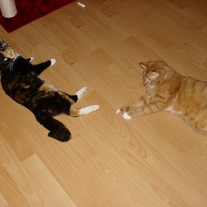 da die beiden mimi ist nur an ihren schwanz interessiert :-)