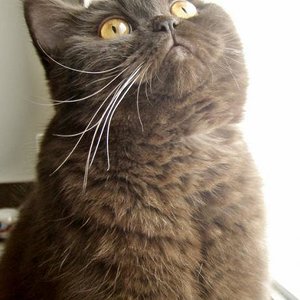 Shelby 16.04.2010 (Mädchen)
britisch Kurzhaar CHOCOLAT
kastriert