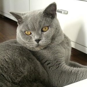 Taylor 12.12.2009 (Junge)
britisch Kurzhaar BLUE
kastriert

-hat beidseitiges HD!