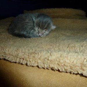 Kitten Nr.4 unser Balou