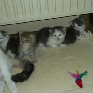 Kittenparade - geboren am 11. März 2011
von links: Lilly, Balou, Leo und Polly 

Lilly und Balou bleiben bei uns !  (ړײ)