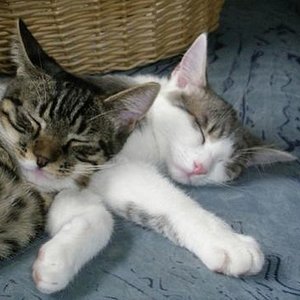 Fekix & Kitty Sommer 2010