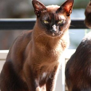 Baghi April 2011 
Ich vermisse dich so sehr!