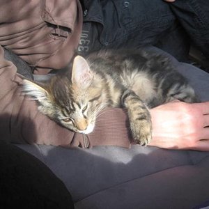 Diva, ca. 2 Wochen nach ihrem Einzug bei uns