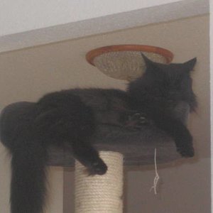 Atreju auf seinem Lieblingsplatz :)