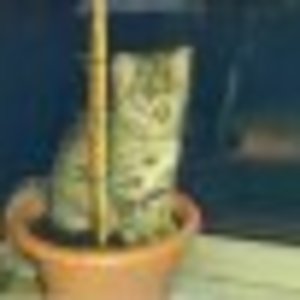 1 8e343e15b298bf0e9341b5c452459bcc simba im topf