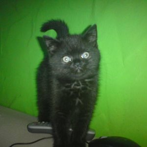 O'malley noch klein - Wochen alt