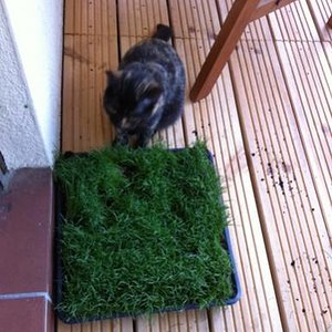 Ui wasn das??? Gras zum Reinlegen???