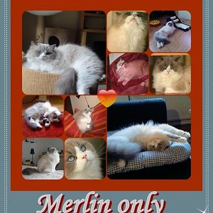 Merlin only