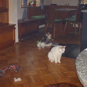 Und noch mal alle drei Süßen.