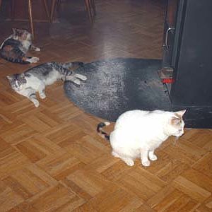 Unsere 3 Süßen Damen. Hinten Mama Lissy 7 Jahre , Mitte  Tochter Paula 5 Jahre , Vorne Tochter Forty 5 Jahre leider verstorben am 26 Mai 2011 .