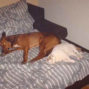 Unsere leider verstorbene Forty mit ihrem bestem Freund Casper