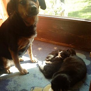 Der Hund meiner Eltern, und die Mietzen :-)