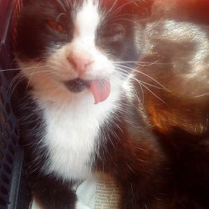 Das ist meine kleine Java, die Mutter