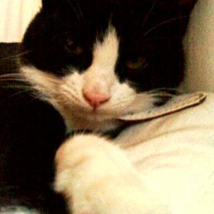 Unser fauler Balu - kleiner Fressack :-)