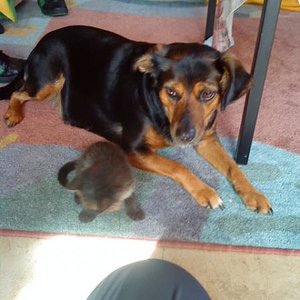 Der Hund meiner Eltern liebt die kleine - das war im September 2010 - Missy die Leihmutter, ha ha ha