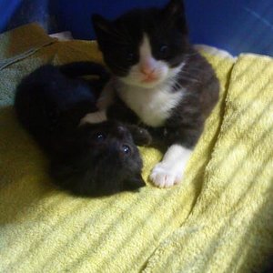 Bugsy und Balu als Babies