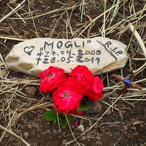 Ruhe in Frieden mein kleiner Freund...
Ich vermisse dich so sehr, dein
großer Freund