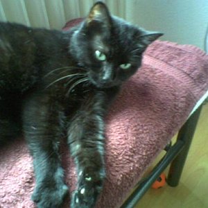 da waren wir beide zur Kur im Schwarzwald. Es hat ihr dort super gefallen, und so gut wie dort, ging es ihr  eigentlich  nicht wieder, aber  sie ist gerne  mit mir und später mit unserem neuen Herrchen  verreist.