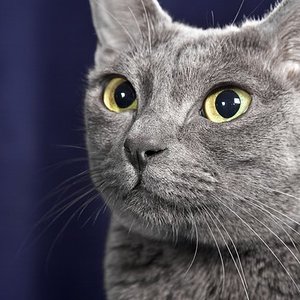 Kira (Doklao noi v. Baan Thai)