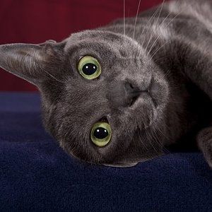 Mikesch (Manabu ban Saraphi)