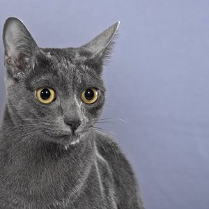 Akina Ban Saraphi 

Oder auch Sissi mein ziegenbärtchen