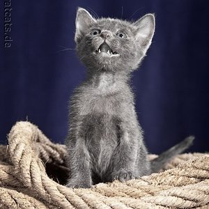 6 wochen altes Kitten