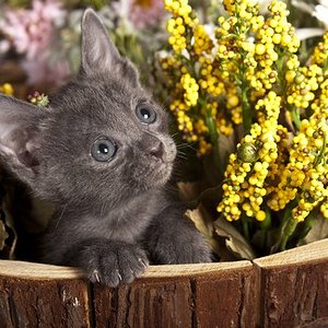 6 wochen altes Kitten