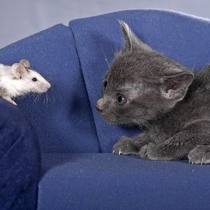 6 wochen altes Kitten mit Maus