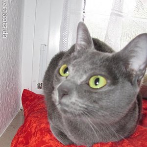 Natsuki Luna Ban Saraphi