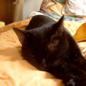 selig sind die die eine Katze haben