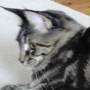 Das! ist interessant!