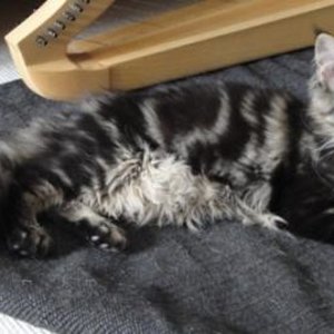 Bei Frauchens Harfe...