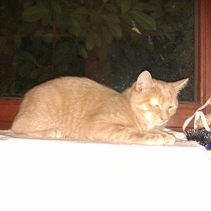 Meau auf der Fensterbank