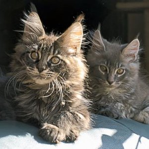 Gizzmo und Fussel sonnen sich.