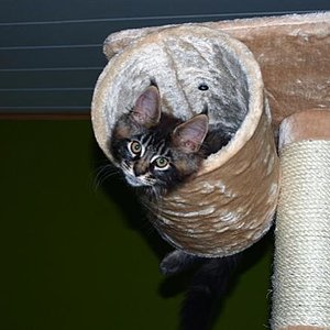 Kuckuck ... (Gizzmo in der Röhre)