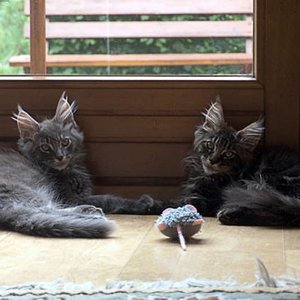 Meine Maus oder deine Maus?