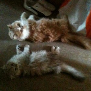 Gismo und Urmel bewerben sich für's Synchron-im-Weg-liegen