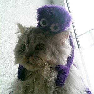 Ich bin doch kein Pferdchen!?