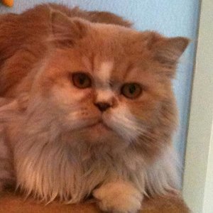 Unser Gismo. Mach's gut da oben, mein Freund!