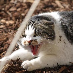 Manchmal findet Rieke Onnokater ziemlich doof...