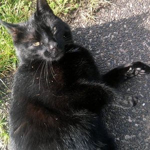 Fussel

Fussel ist einmalig , die jüngste im Rudel