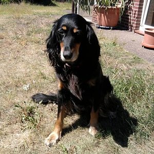 Bonnie

Meine Zuckerschnute (sie hat Diabetes)verstorben 2015