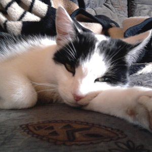 Katinka

sie ist einfach bei mir eingezogen ;-)