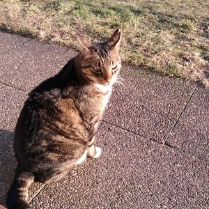 Minker02.11

Mein alter Pflegekater verstorben 17.02.2017