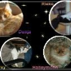 Katzen.links signatur